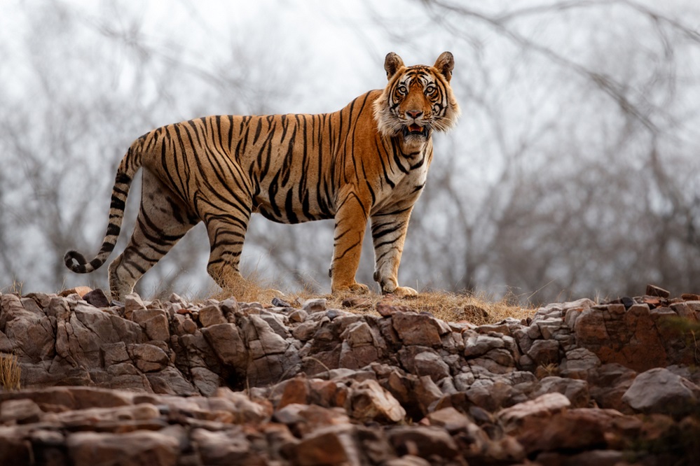 Appearance of Tiger