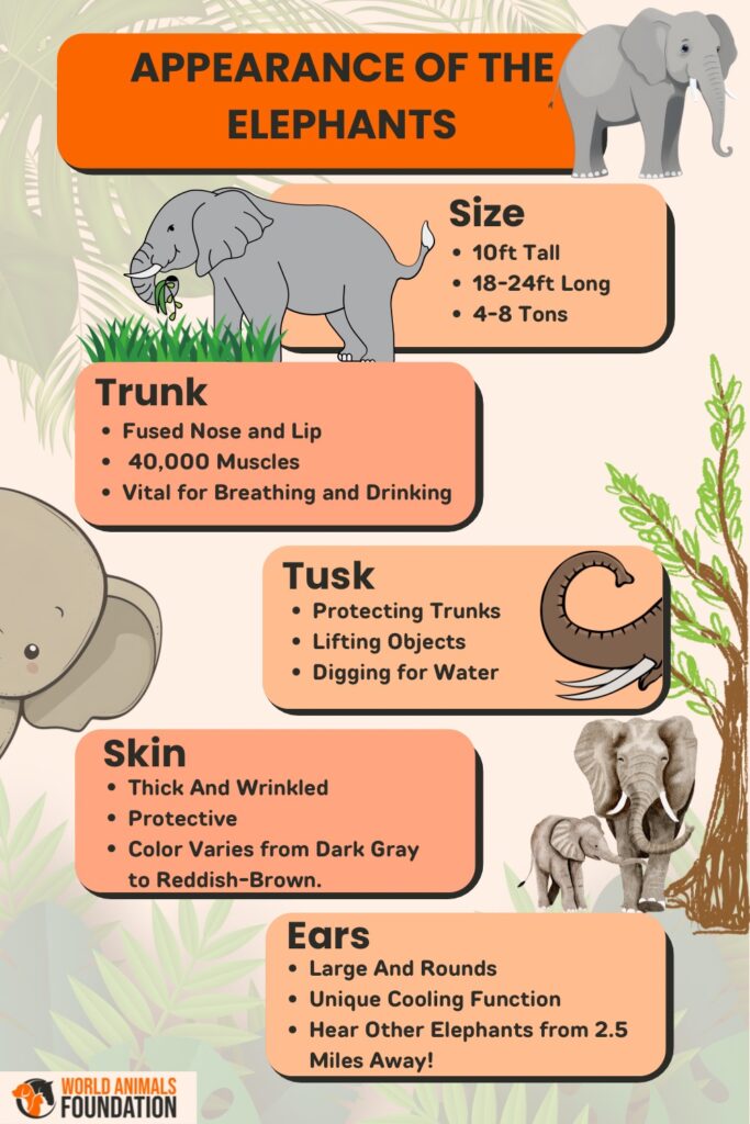 Appearance of elephants