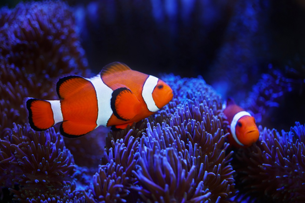 ocellaris clownfish Reproduction