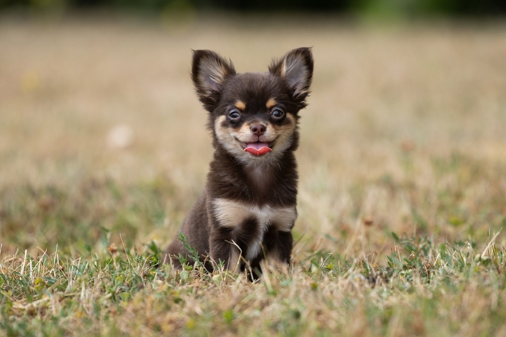 Can Chihuahuas be left alone?