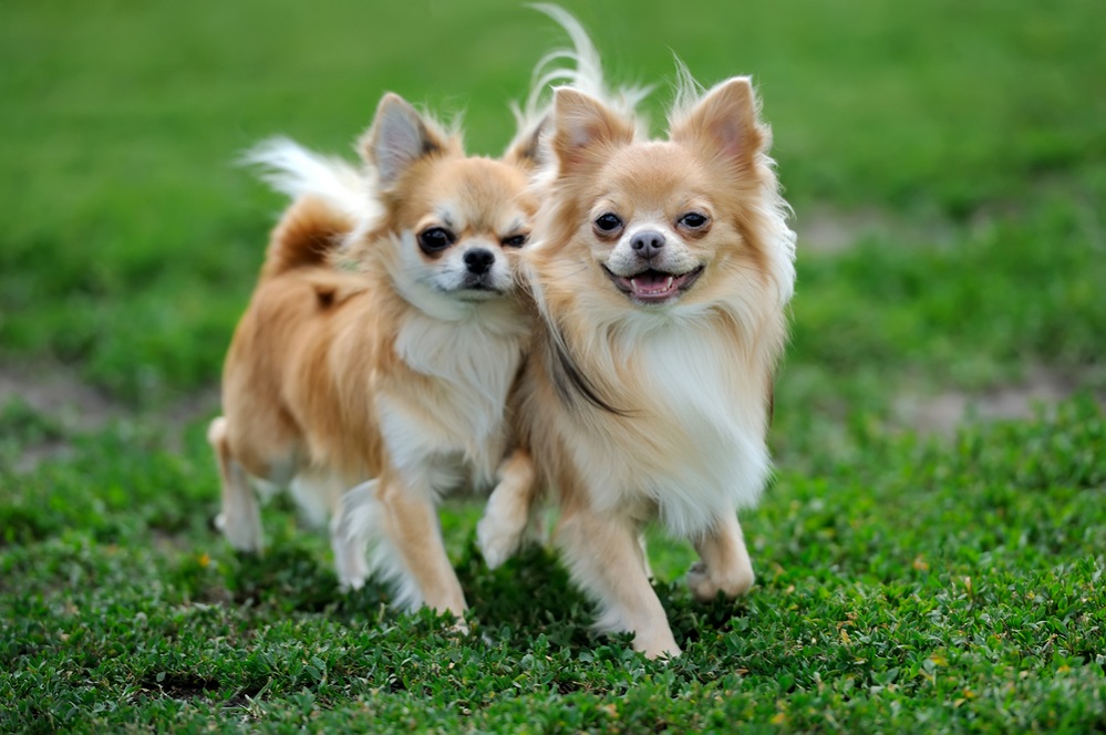 How can I adopt a Chihuahua?