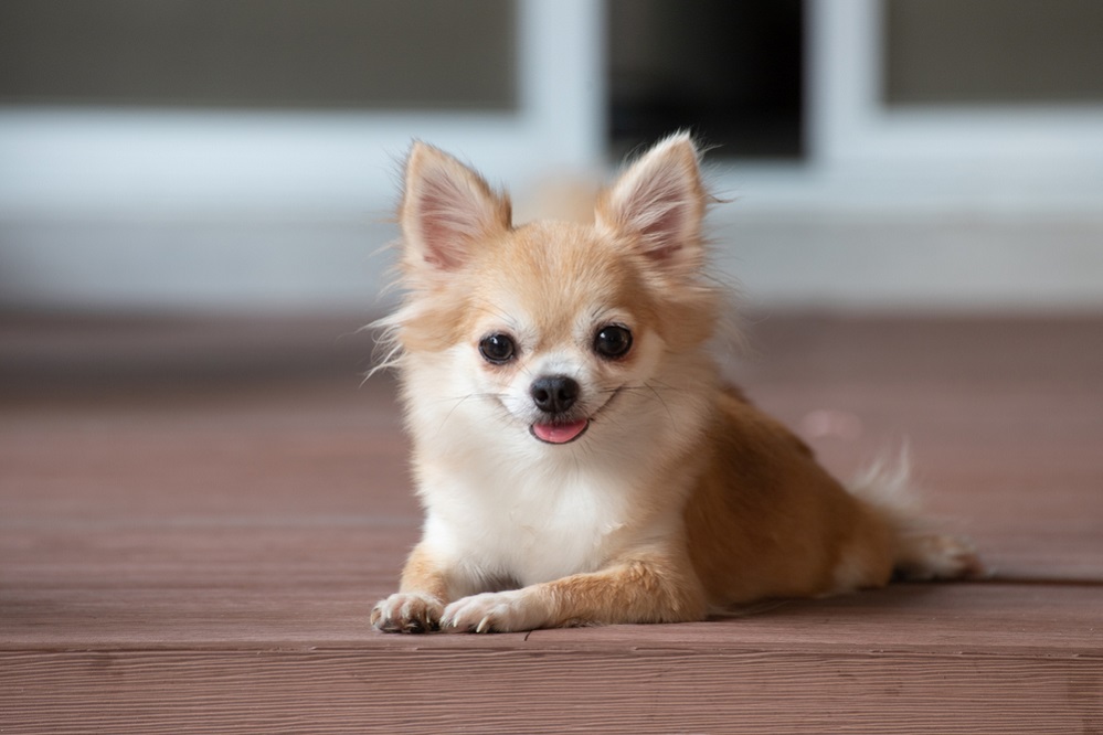 Are Chihuahuas good watchdogs?