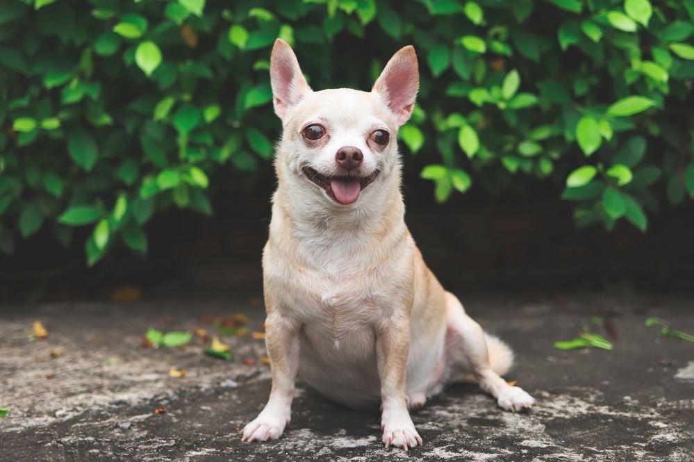 Chihuahua Dog Breed – America’s Tiny Treasure