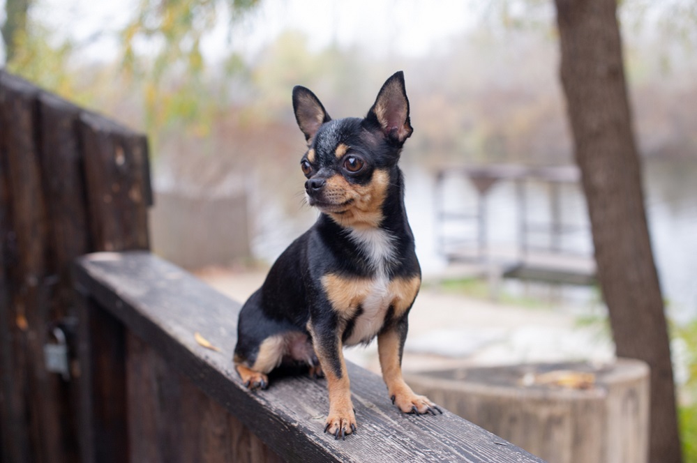 Facts about chihuahua