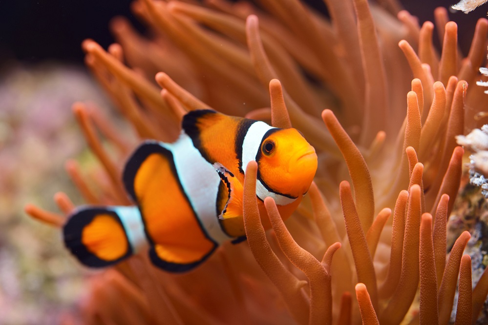 Ocellaris Clownfish: The Real-Life Nemo