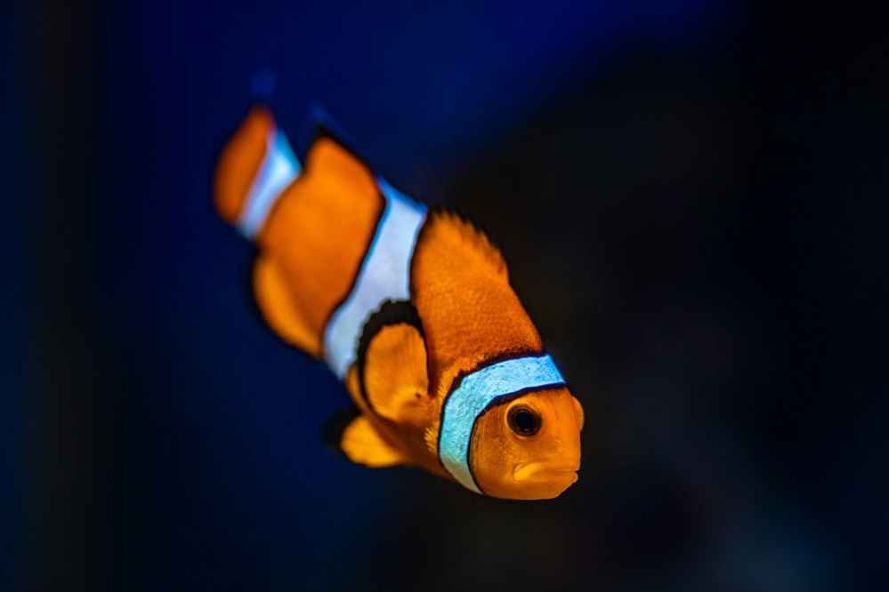 Clownfish amphiprion ocellaris