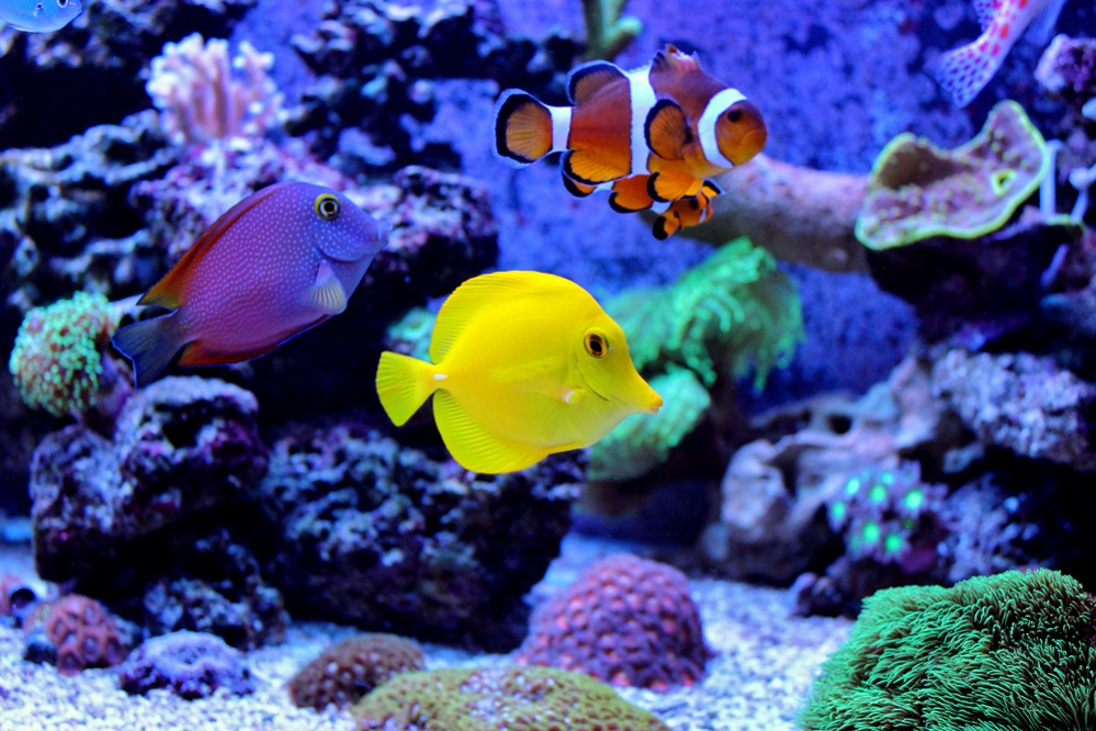 Clownfish tank mates