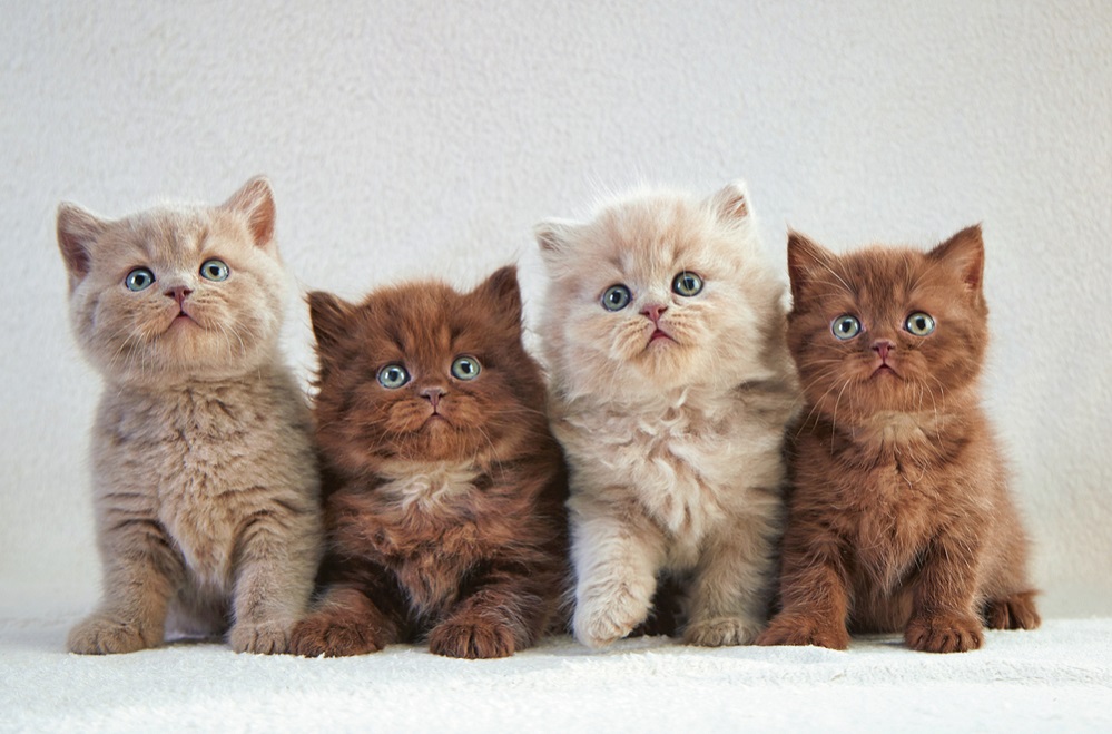 25 Cutest Cat Breeds – Adorable Felines That Will Melt Your Heart