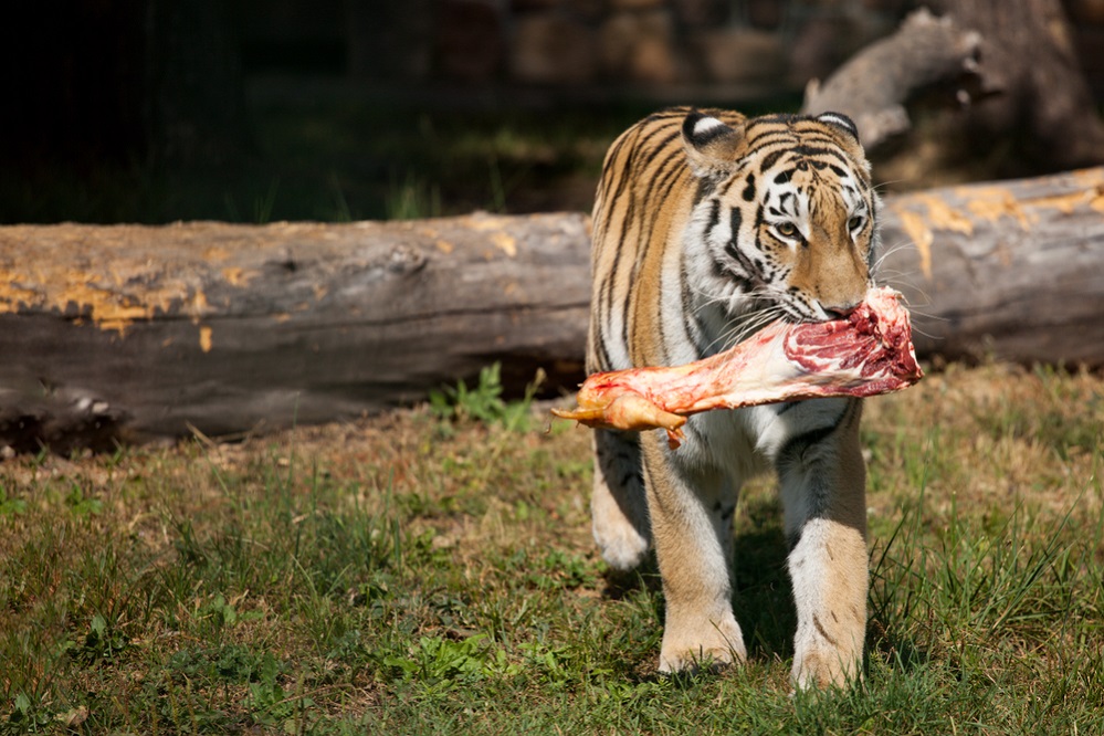 Diet of Tigers