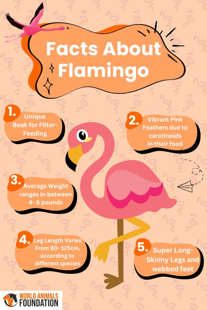 Flamingo Facts Chart