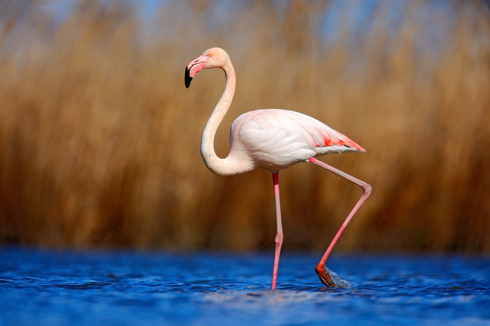 Why do flamingos live in wetlands?