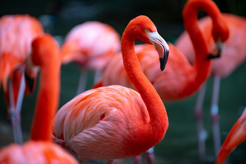 The role of flamingos in the ecosystem