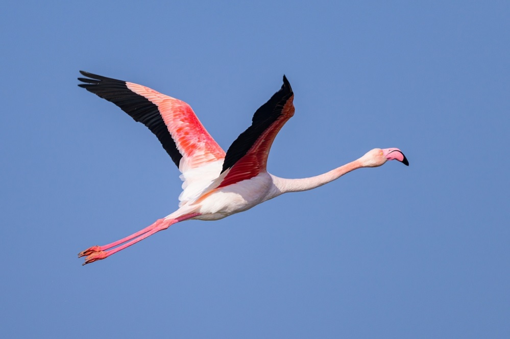 Why do flamingos dance in groups?