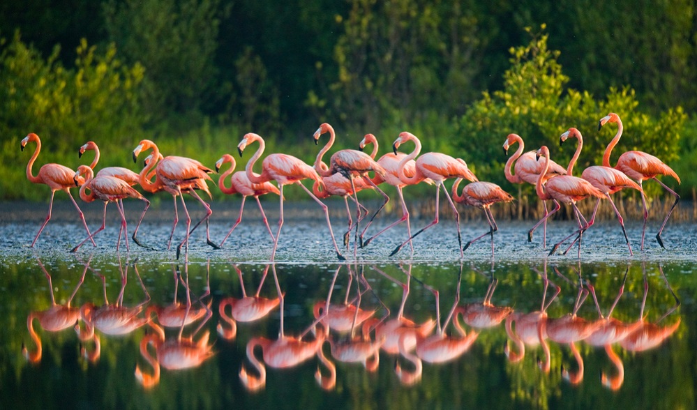 Why were flamingos eaten in ancient Rome?