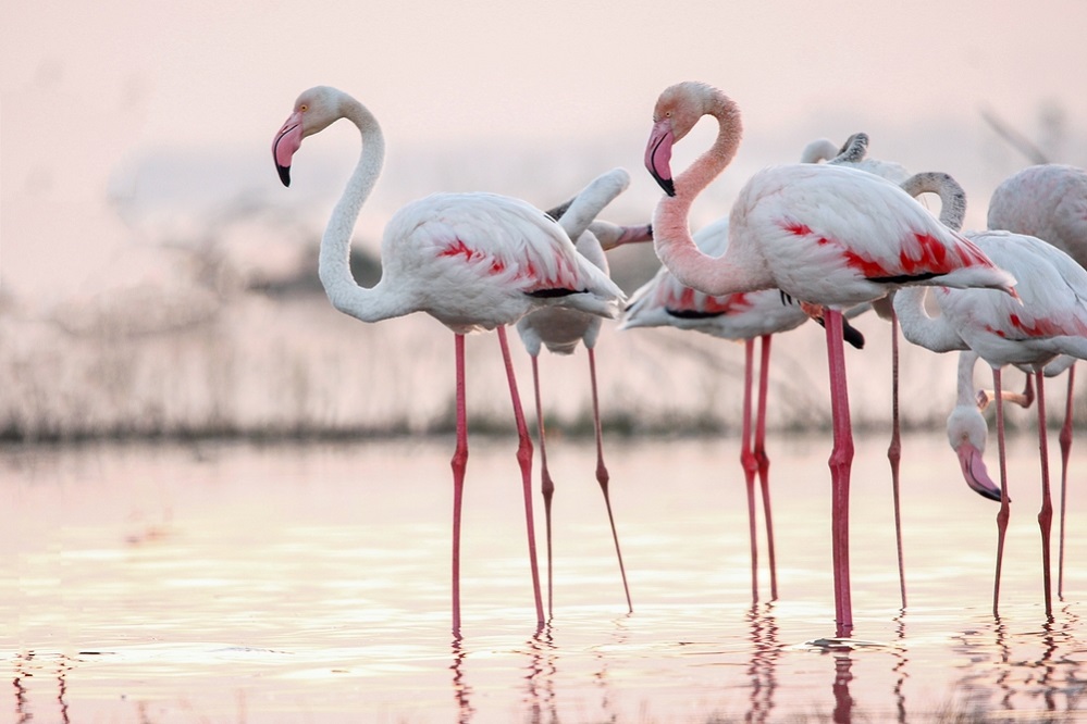 How do flamingos protect their nests?