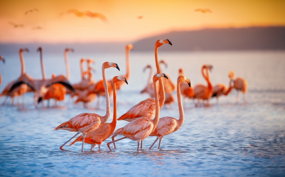 How to help protect flamingos