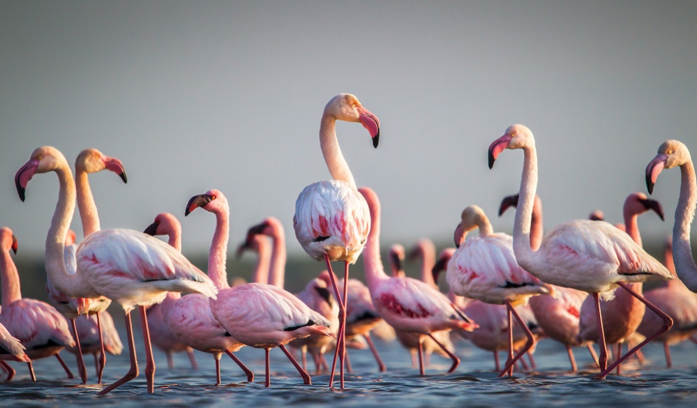 Detailed information about flamingo anatomy