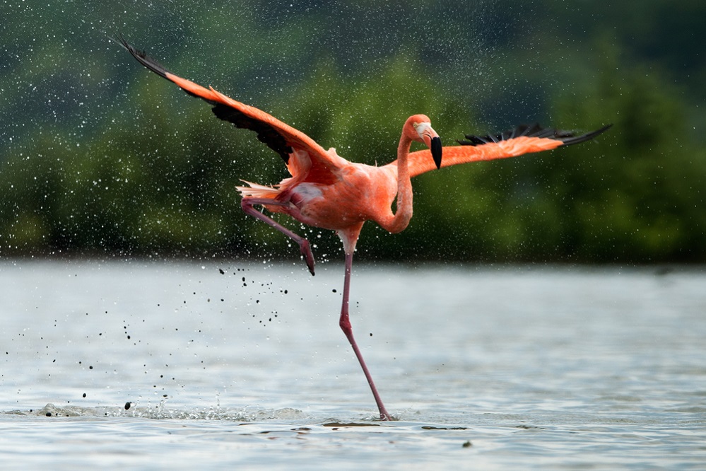 Are flamingos born pink?