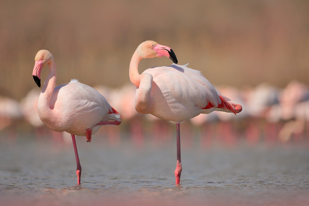 Flamingos – The Vibrant Icons of Wetlands