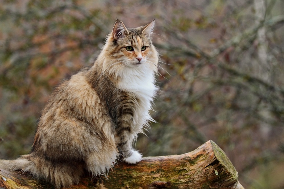 Furry Norwegian Forest Cat Breed