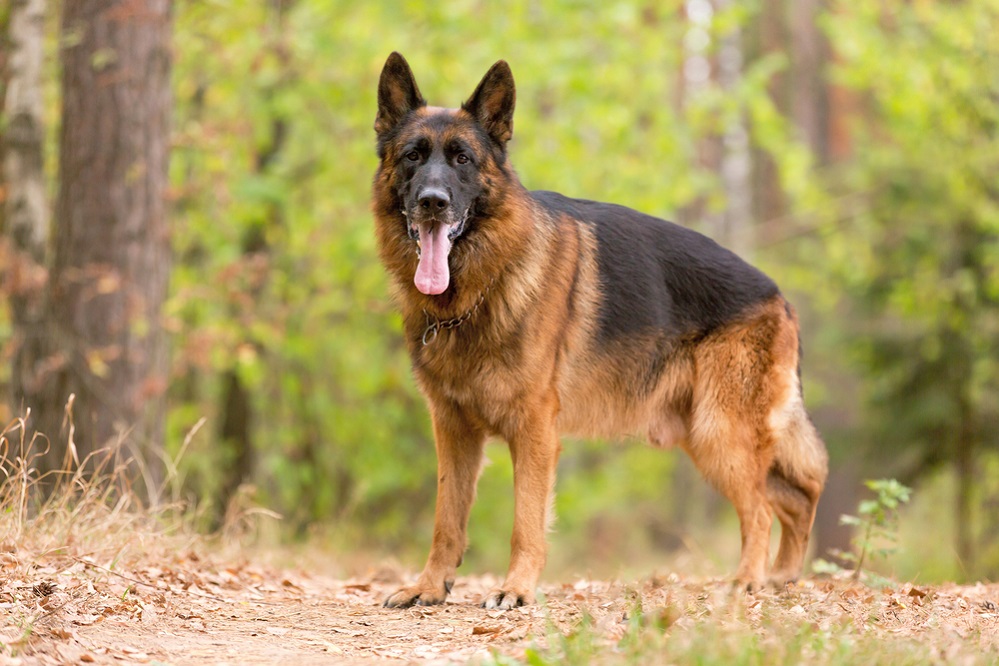 How to care for a German Shepherd?