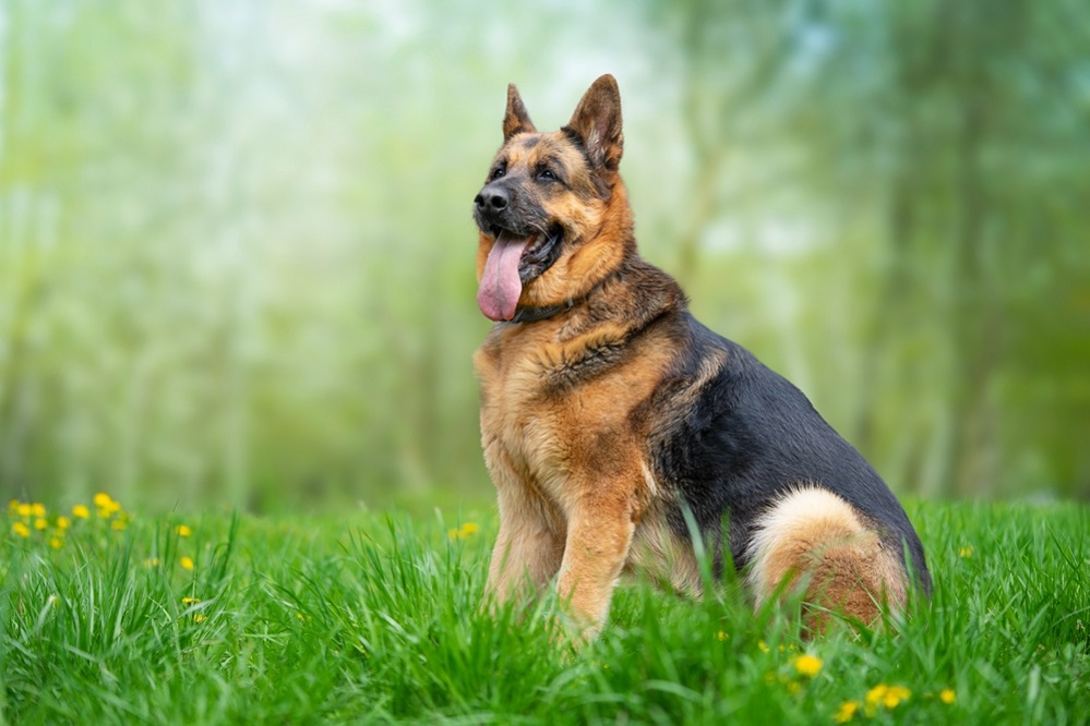German Shepherds – A Guide to Their History, Traits, Care, and Companionship