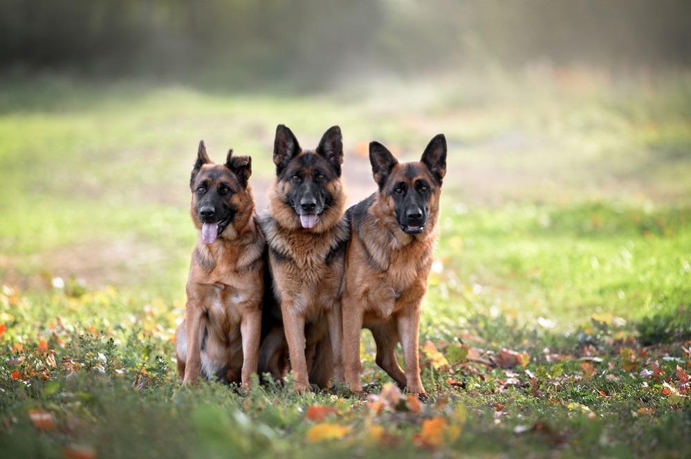 Are GSDs good with kids?