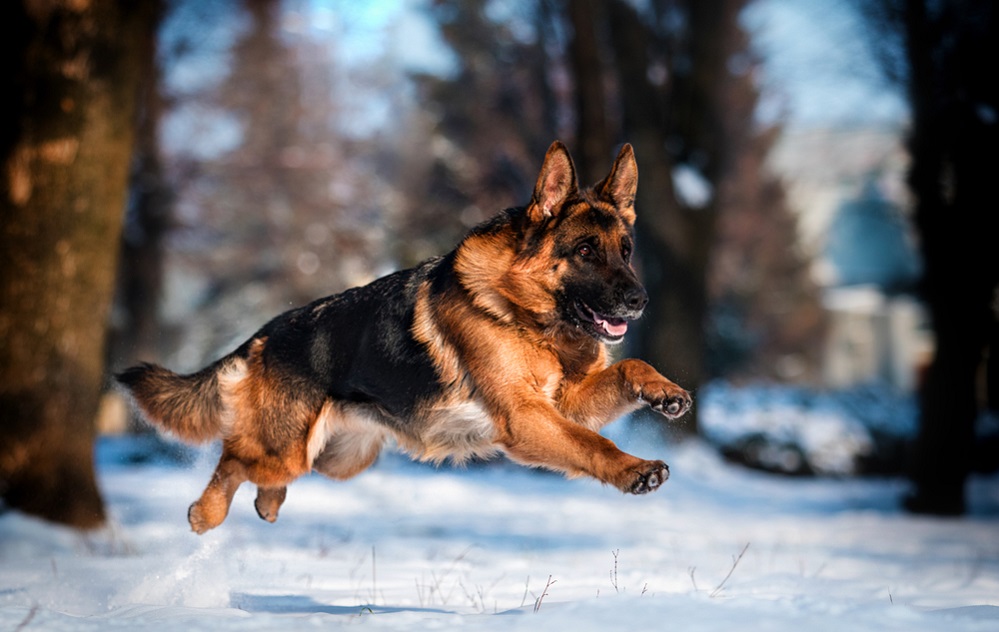 What to know about owning a German Shepherd?