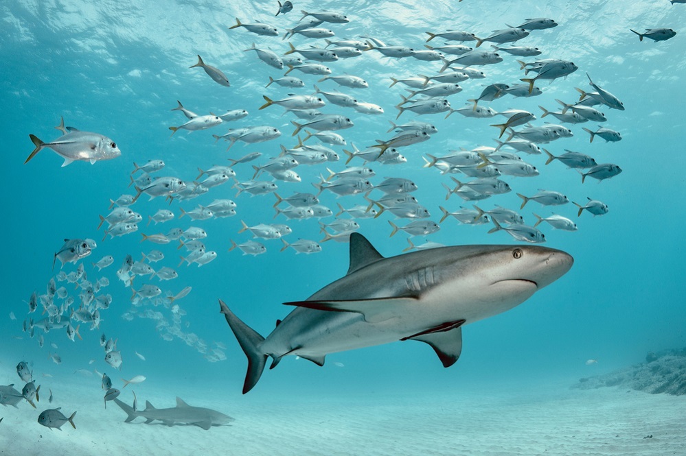 Interesting facts about sharks