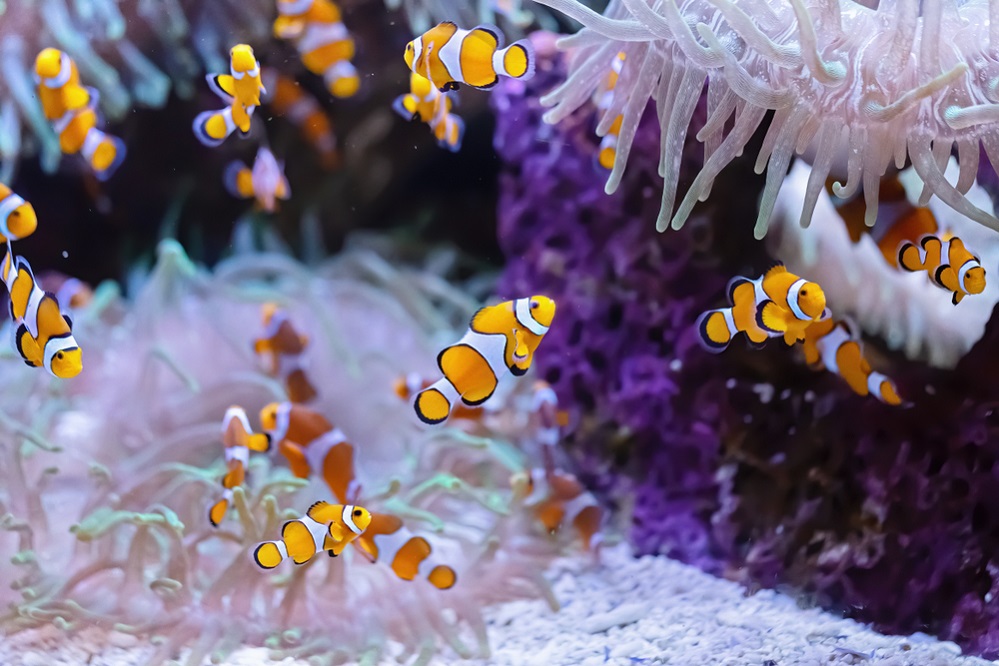 Ocellaris Clownfish diet