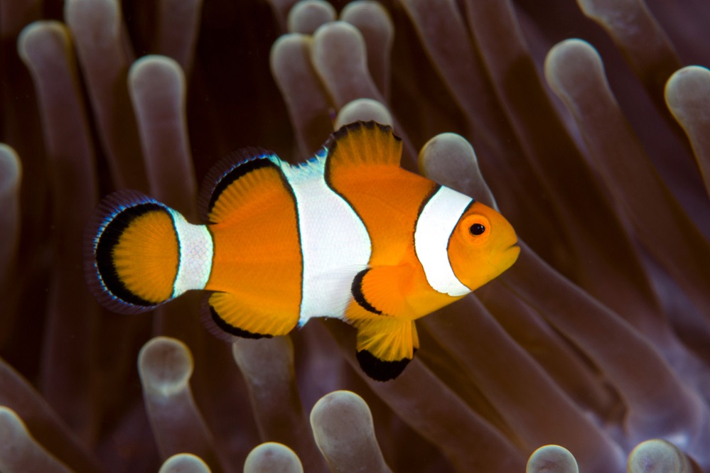 Ocellaris clownfish appearance