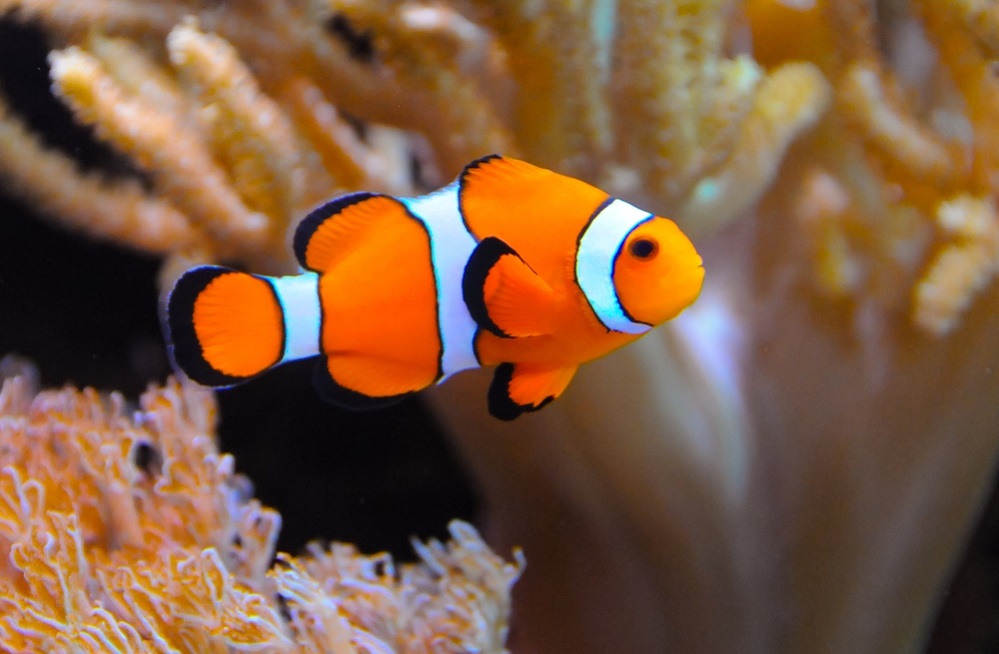Ocellaris clownfish care