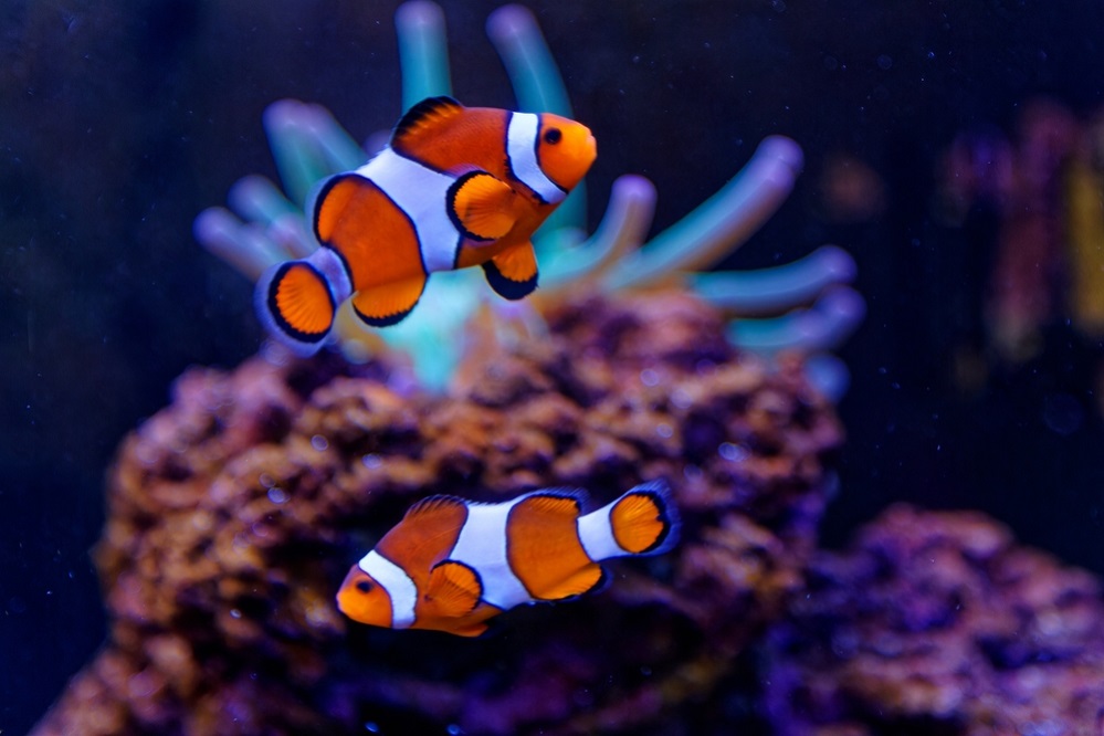 Ocellaris clownfish lifespan