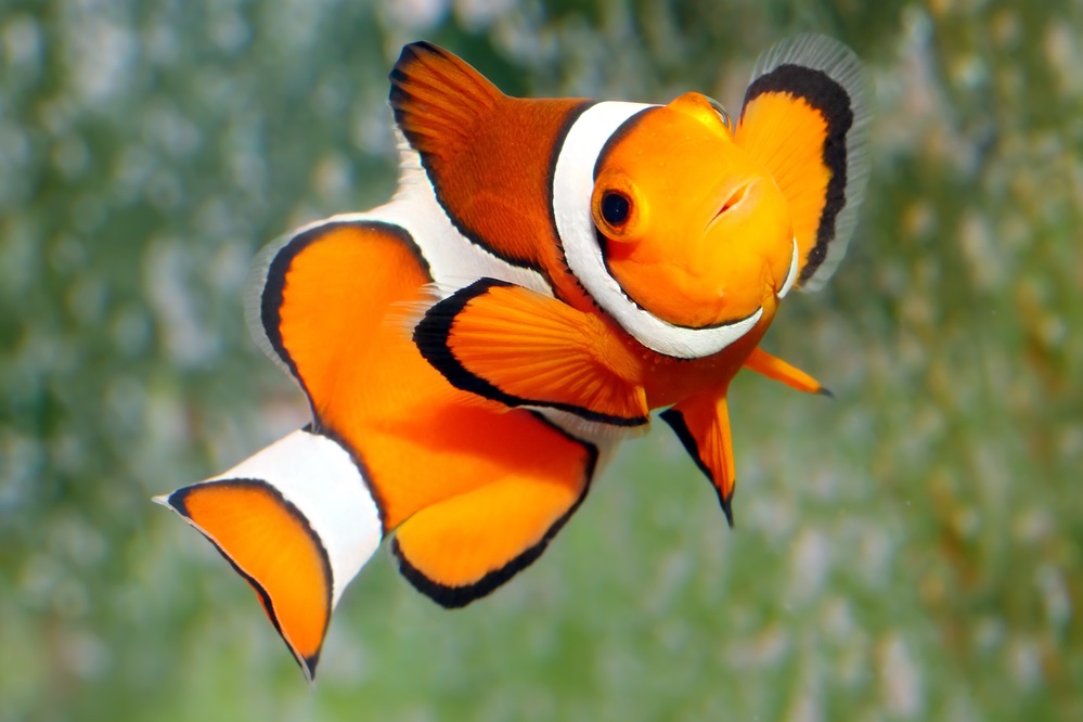 Ocellaris clownfish price
