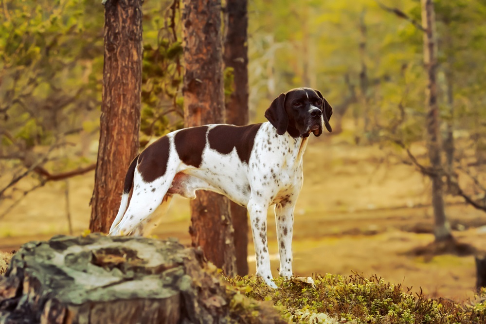 Appearance of Pointer Dog Breed