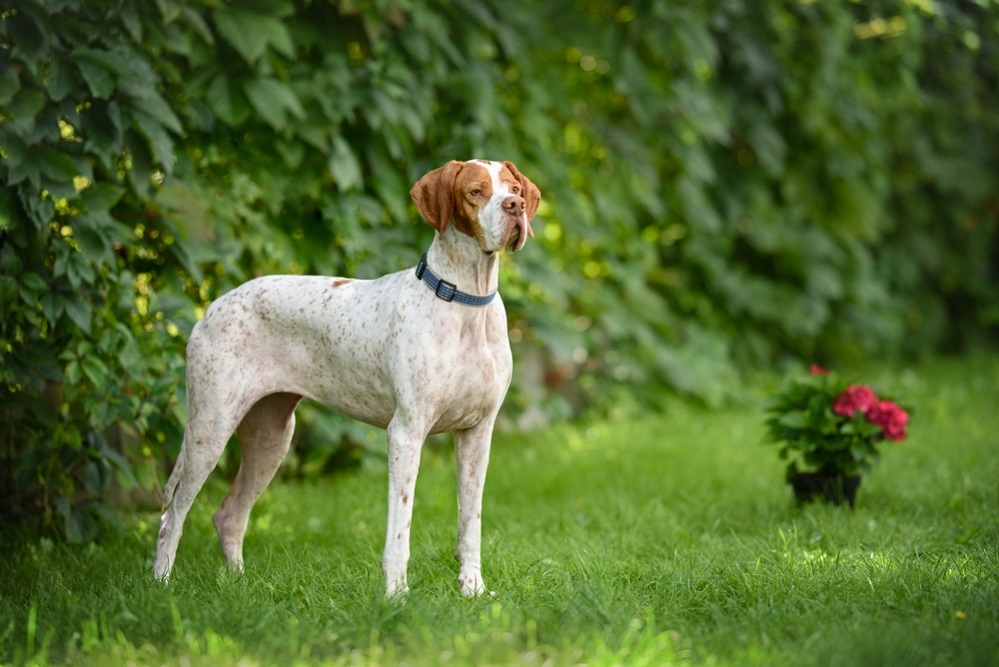 Pointer Perfection – Exploring the Diverse Breeds of Pointer Dogs
