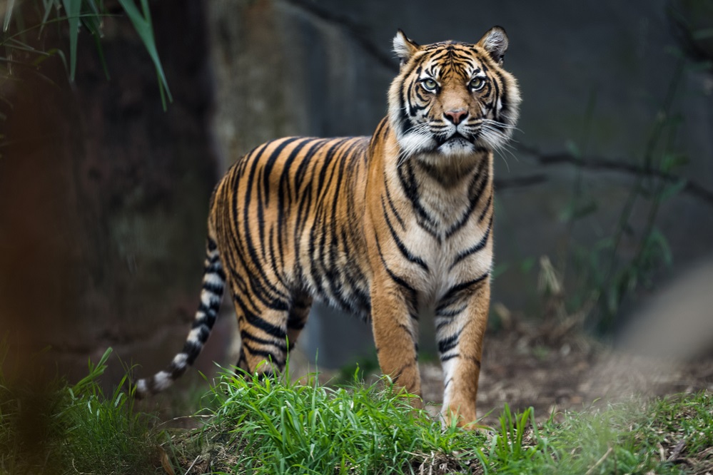 The Regal Tiger – Monarch of the Forest