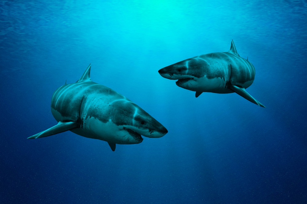 Reproduction of sharks