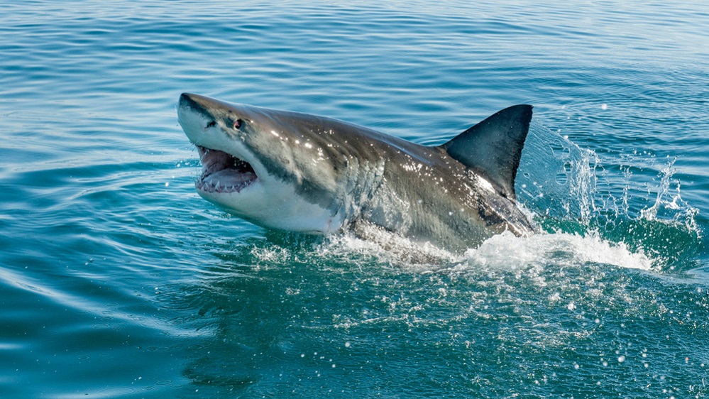 How to avoid shark attacks?