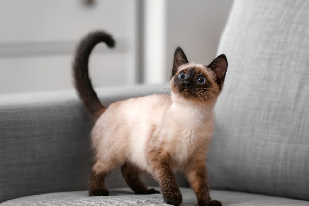Siamese Cat Cute