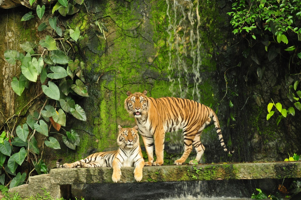Species of panthera tigris