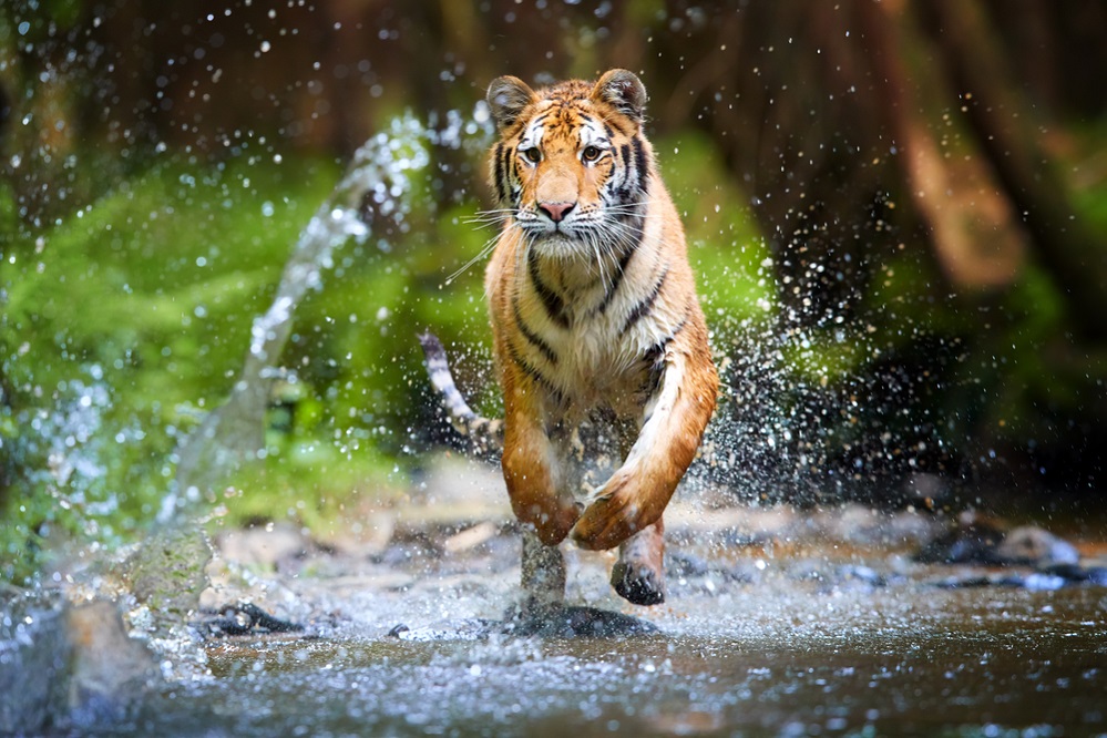 Speed of tiger