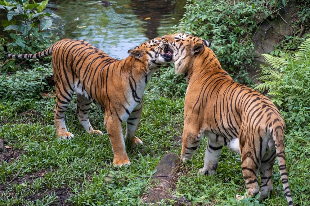Breeding of tigers