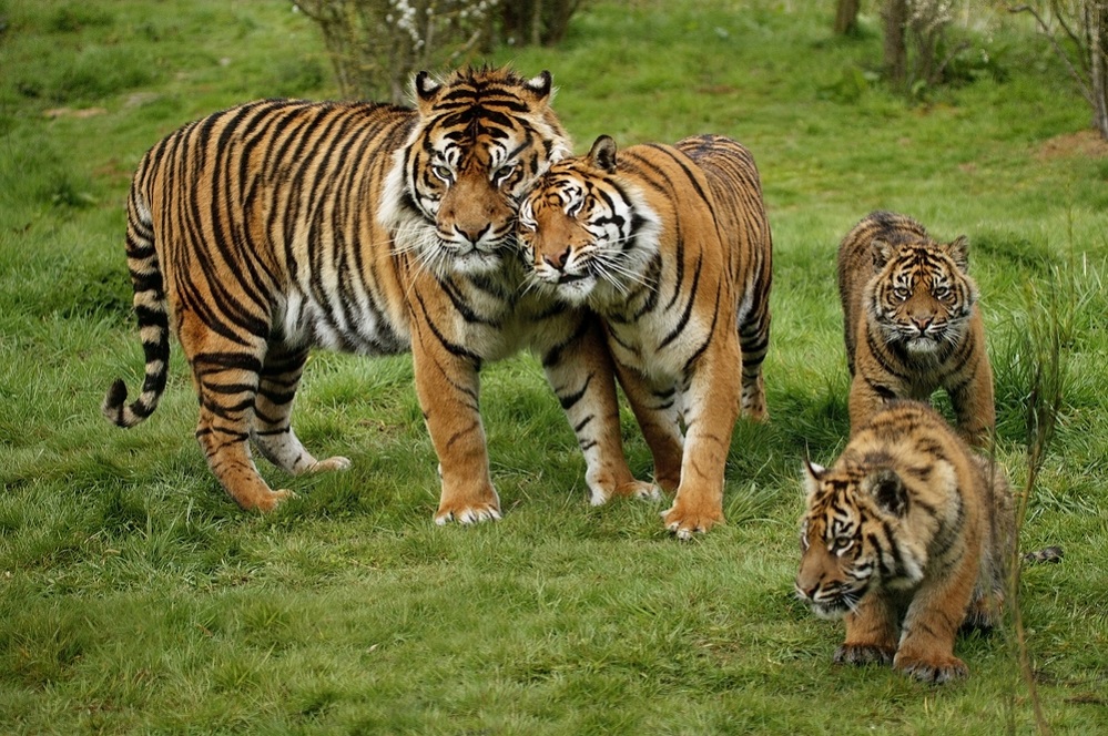 Tigers Population