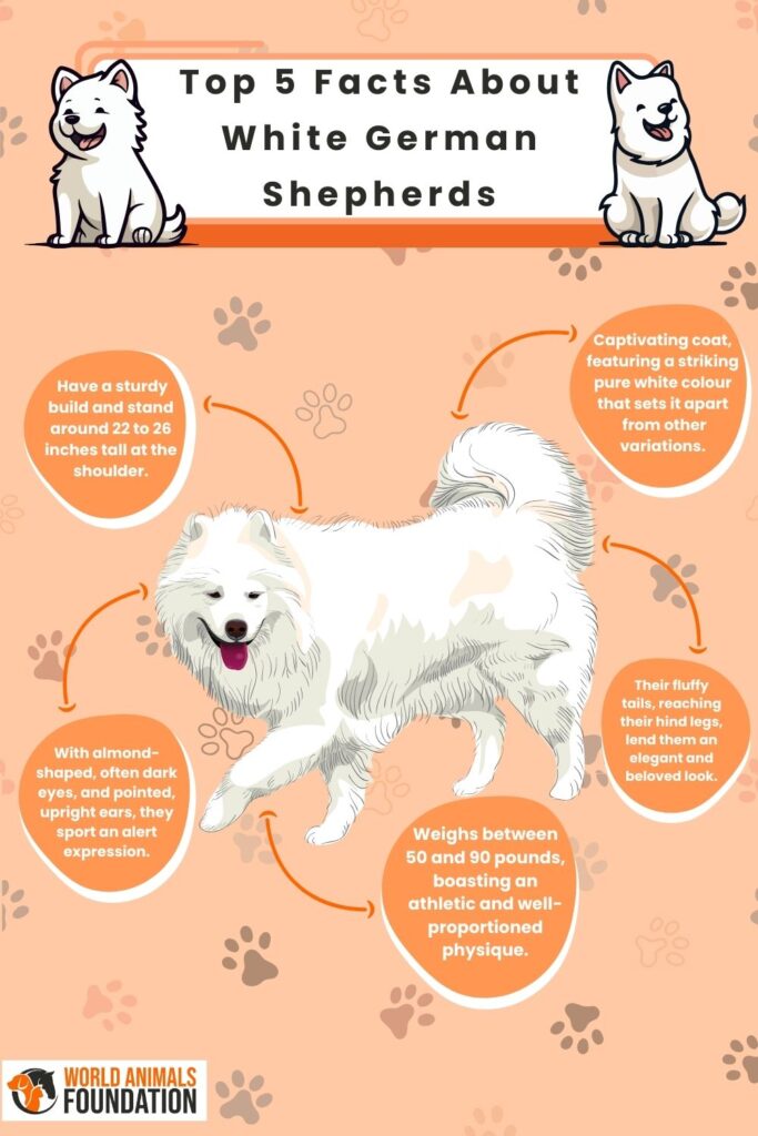 Top 5 Facts About White German Shepherds