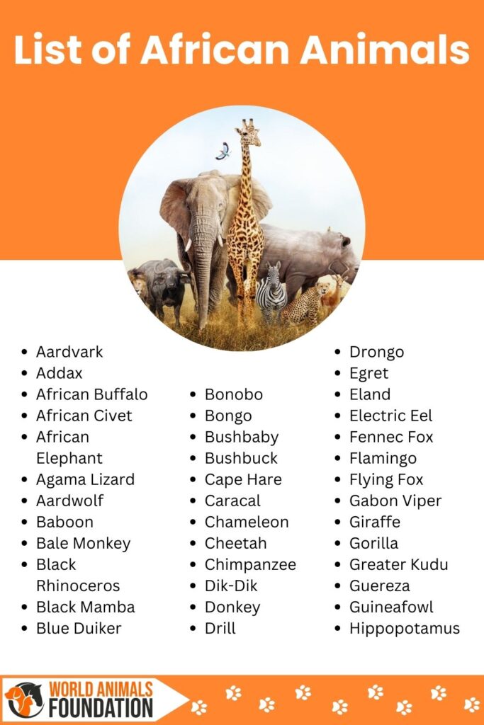 African Animals Infographic