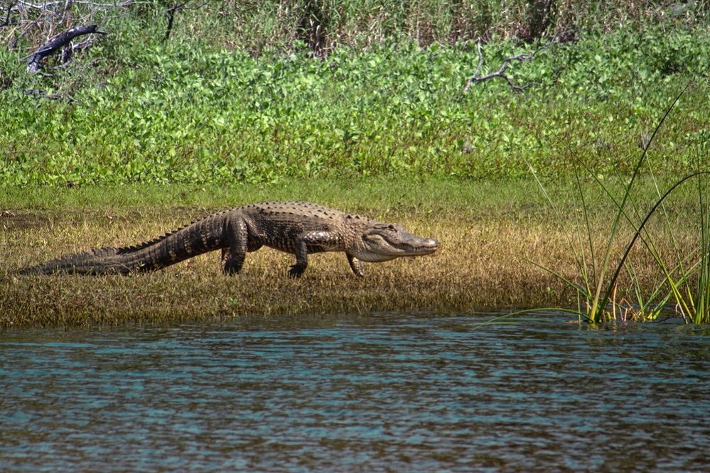 Alligator running