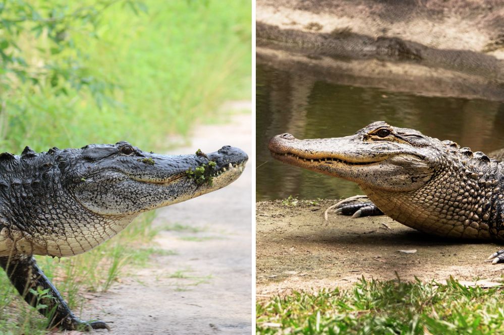 Alligator vs. Crocodile