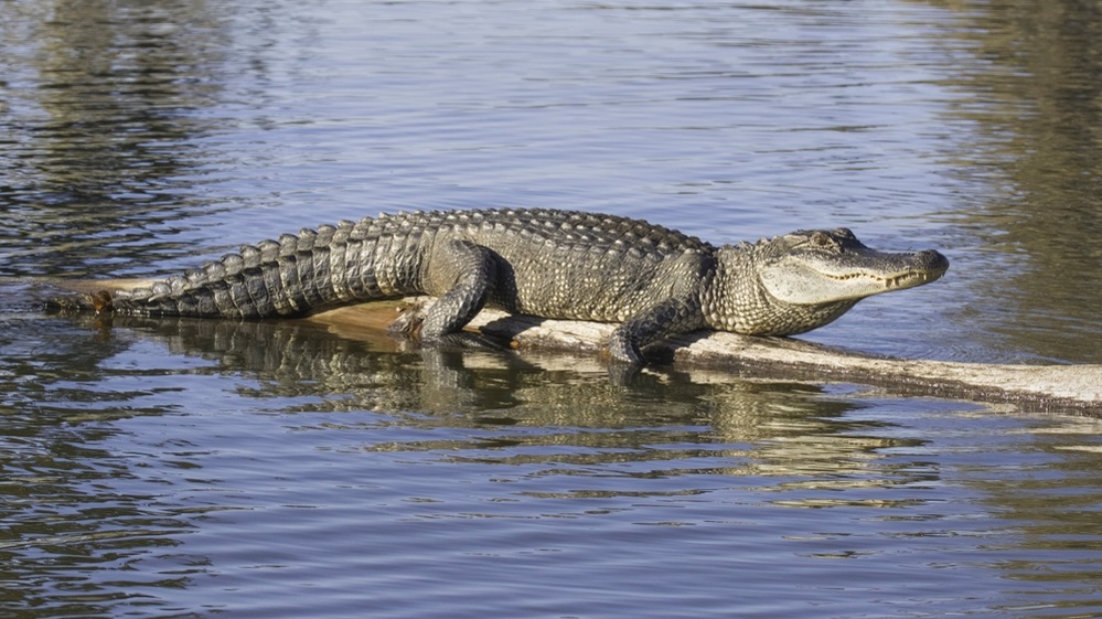 Alligators – The Powerhouse Predators of the American Wetlands