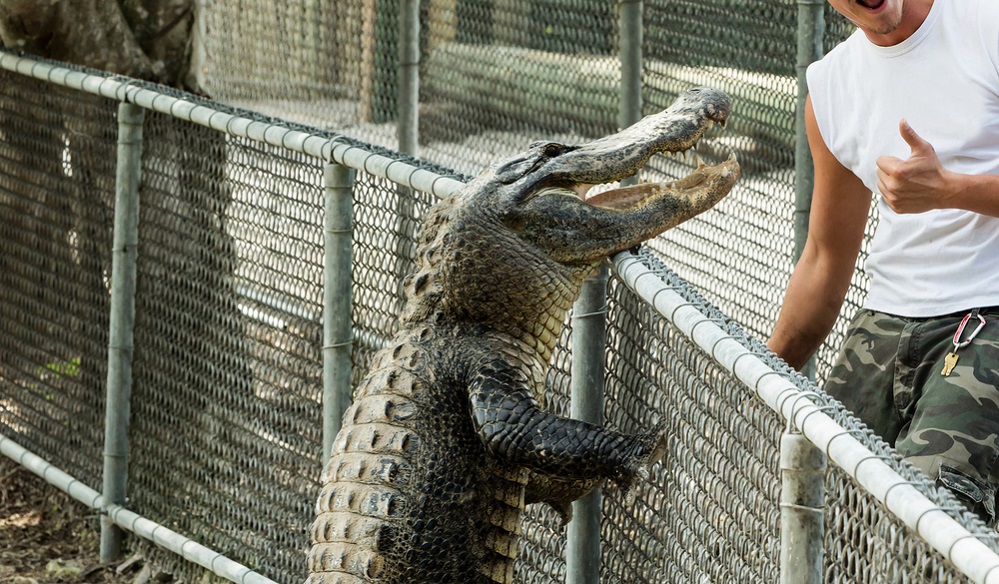 Alligators in captivity